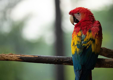 Colorful parrot
