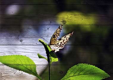 Butterfly Art