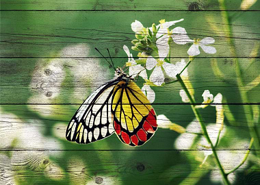Butterfly Art