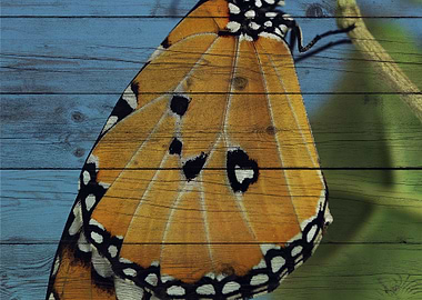 Butterfly Art