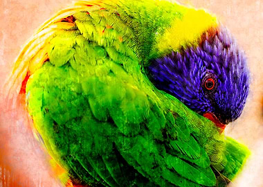 Perroquet
