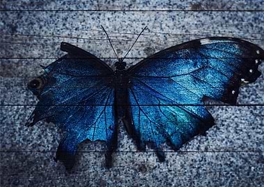 Butterfly Art