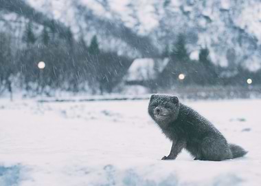 cute animal in snow