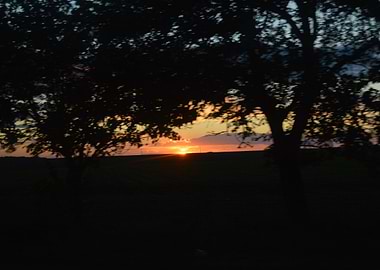 Sunset through the trees