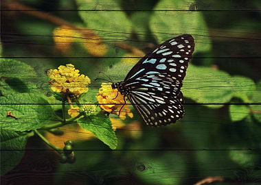 Butterfly Art