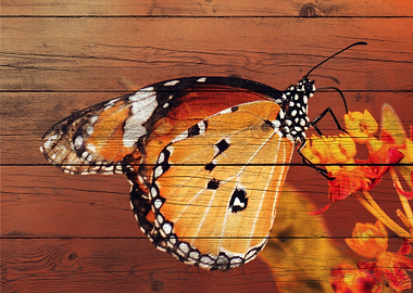 Butterfly Art