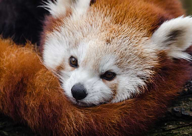 Sleepy red panda