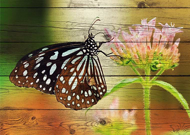Butterfly Art