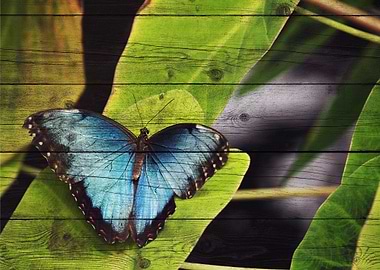 Butterfly Art