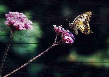 Butterfly Art