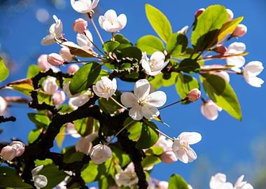 Apple Trees in bloom