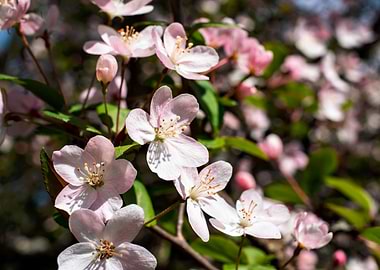 AppleTrees in bloom