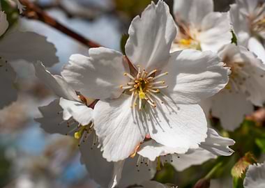 Cherry Trees in bloom