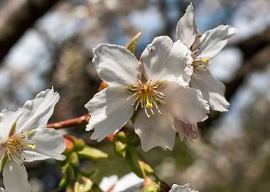 Cherry Trees in bloom