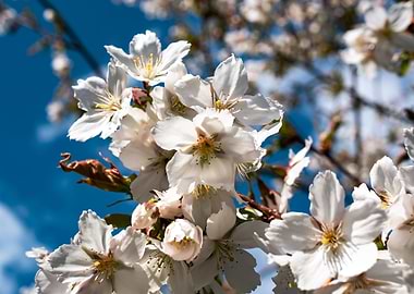Cherry Trees in bloom