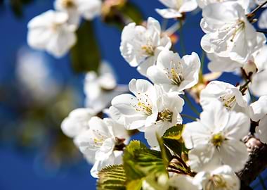 Cherry Trees in bloom