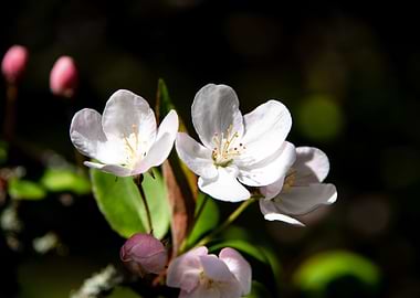 Apple Trees in bloom