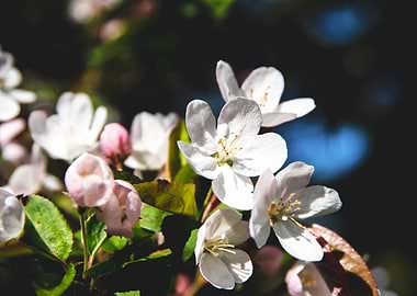 Apple Trees in bloom