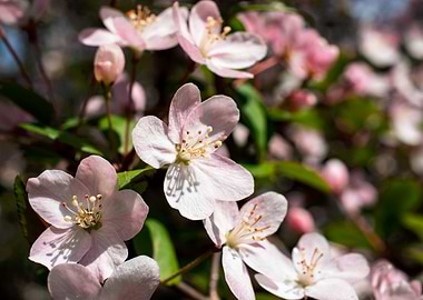 AppleTrees in bloom