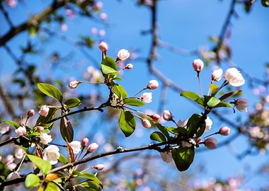 Apple Trees in bloom