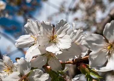 Cherry Trees in bloom