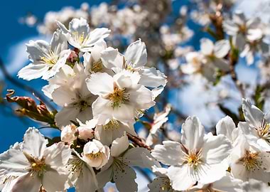Cherry Trees in bloom