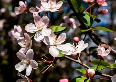 AppleTrees in bloom