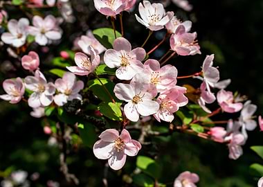 Apple Trees in bloom