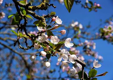 Apple Trees in bloom
