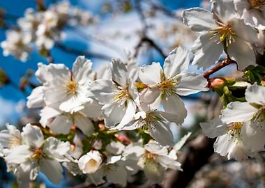 Cherry Trees in bloom