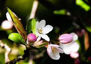 Apple Trees in bloom