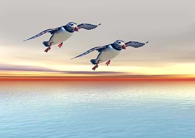 Atlantic Puffins