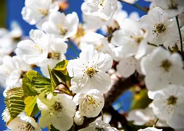 Cherry Trees in bloom
