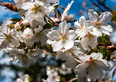 Cherry Trees in bloom