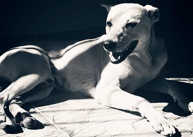 Kripto Brazilian StreetDog