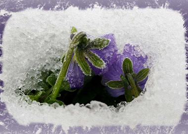Two purple pansies
