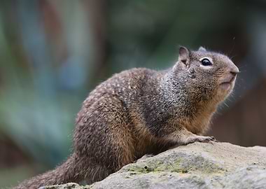 California Ground Squirrel