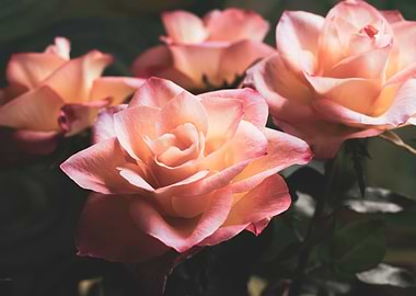 Glittering pink roses