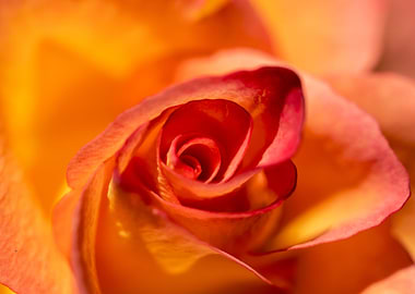 Glittering pink roses