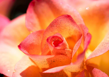 Glittering pink roses
