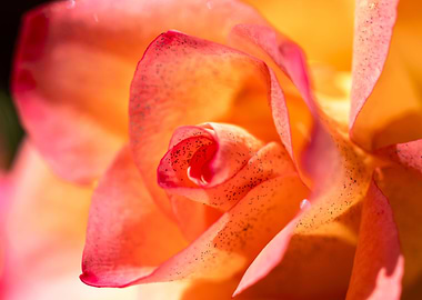 Glittering pink roses