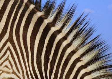 Zebra Mane 3936