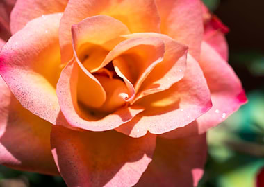 Glittering pink roses