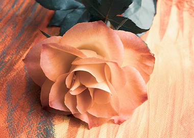 Glittering pink roses