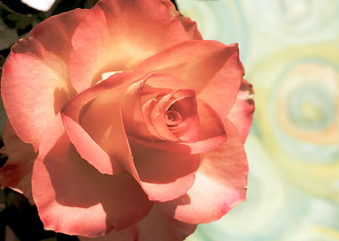 Glittering pink roses