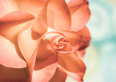 Glittering pink roses