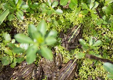 Frogs in swamp