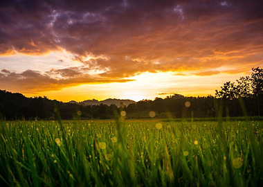 Dew on Rice Fields