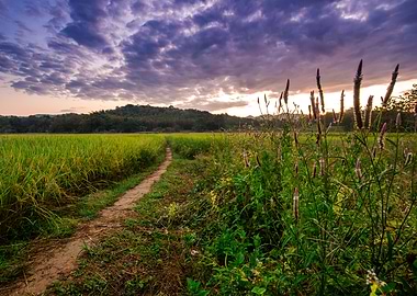 Rice Fields in the Morning