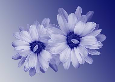 twisted blue petals